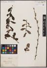 Foto von Salix aurita L.